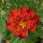 Marigold – Safari Red – 4″ Pot